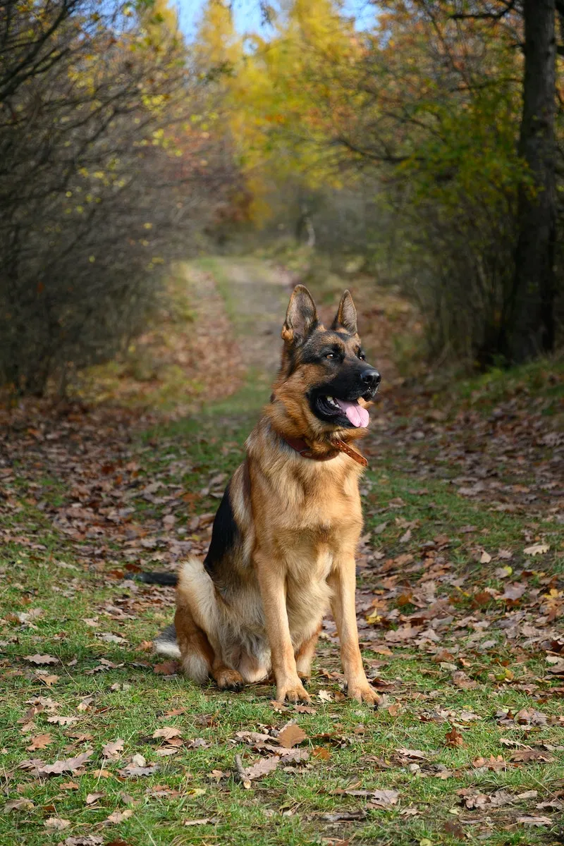 guard dogs german shepherd dog sitting in grass and leaves
