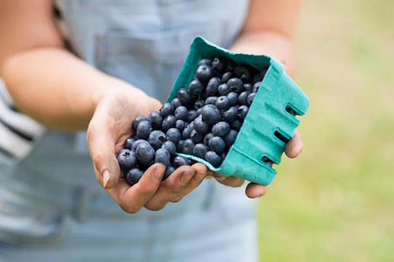 hand filled with blueberries from container