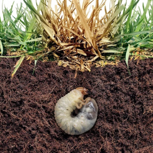 How To Get Rid of Lawn Grubs: 5 Effective and Easy Ways