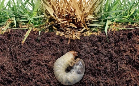 how to get rid of lawn grubs a lawn grub in soil