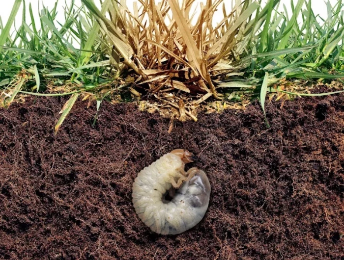 how to get rid of lawn grubs a lawn grub in soil