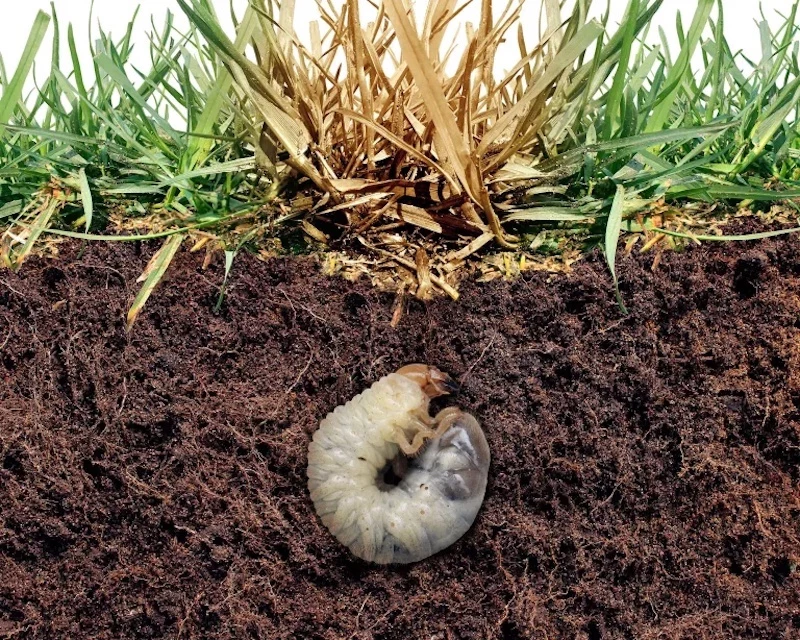 how to get rid of lawn grubs a lawn grub in soil