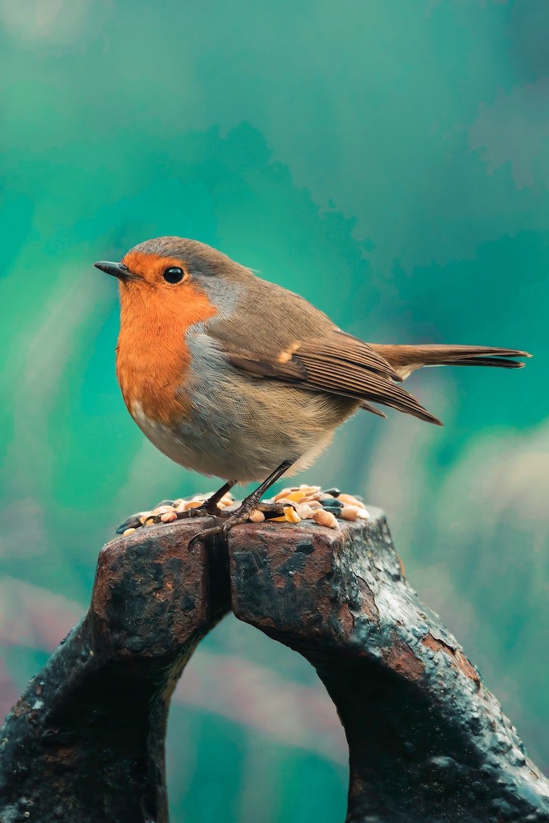 how to get rid of lawn grubs robin bird sat on a branch