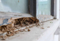How To Get Rid Of Termites: 7 Effective Methods