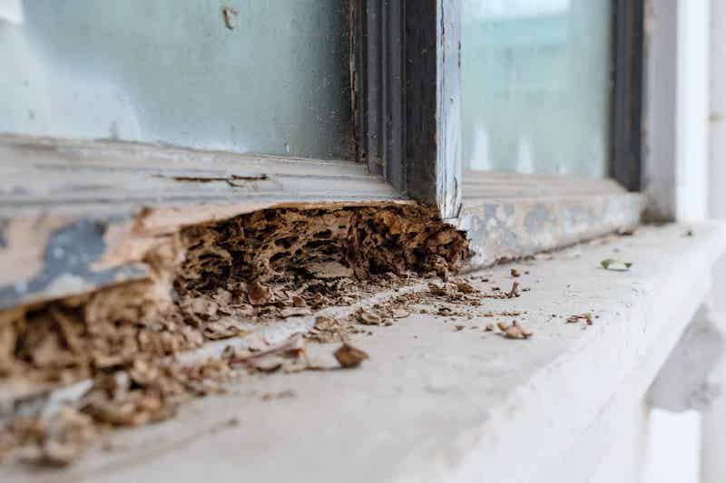 how to get rid of termites window sill with termite damage
