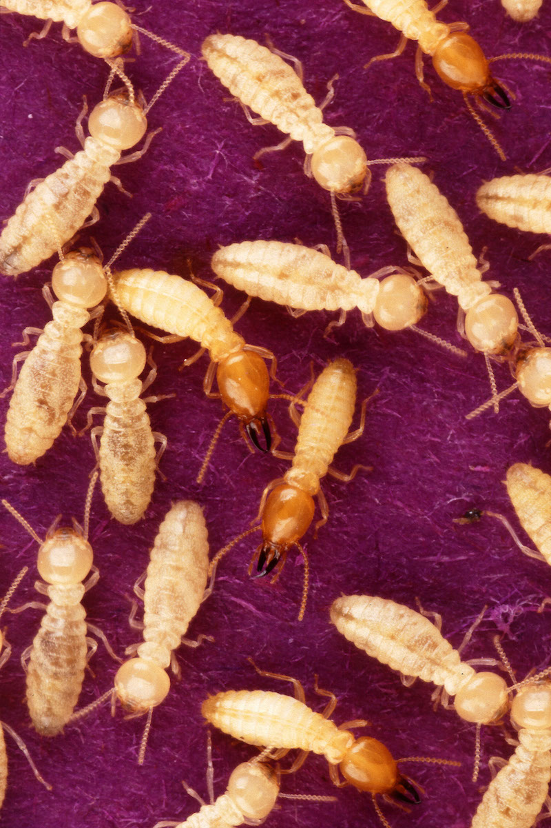 how to get rod of termites termites on purple background 