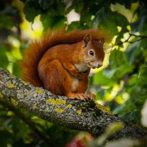 How To Keep Squirrels Out Of Your Garden: 5 Easy and Humane Tricks