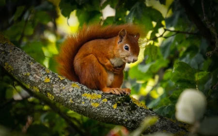 how to keep squirrels out of your garden