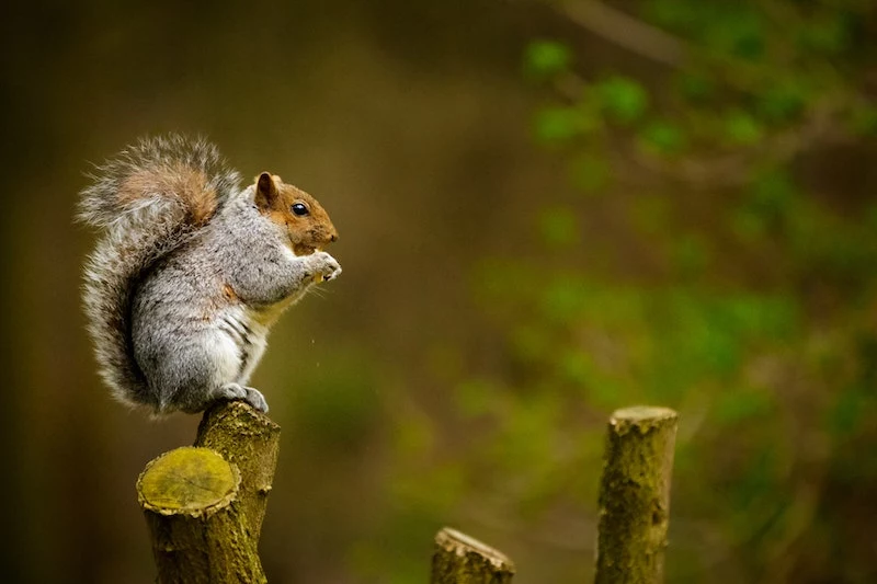 how to keep squirrels out of your garden squirrel sitting on a tree branch
