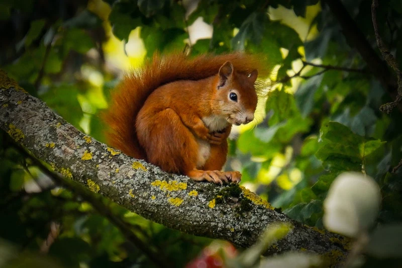 how to keep squirrels out of your garden