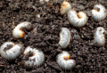 How To Get Rid of Lawn Grubs: 5 Effective and Easy Ways