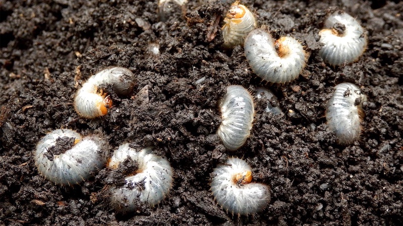 how to kill lawn grubs white lawn grubs curled up