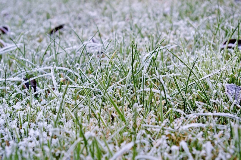 lawn covered in snow