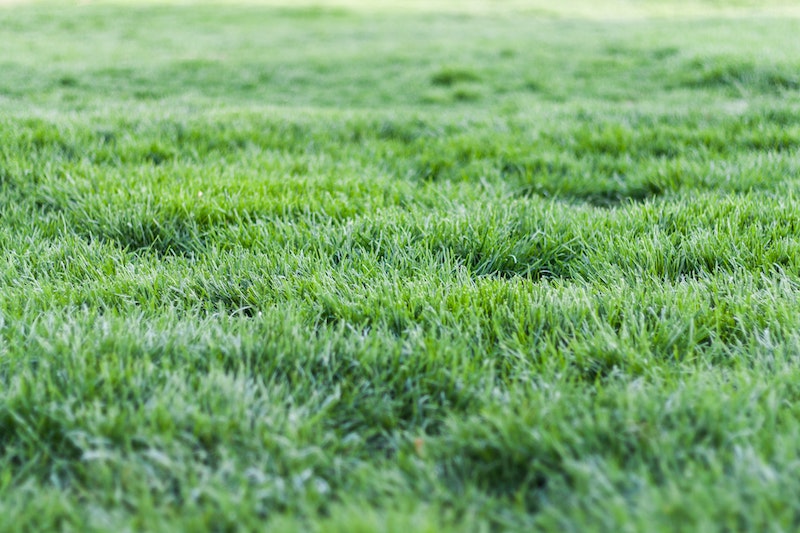 lawn of green grass