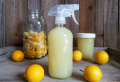 5 Proven Methods To Get Rid of Fleas In The House