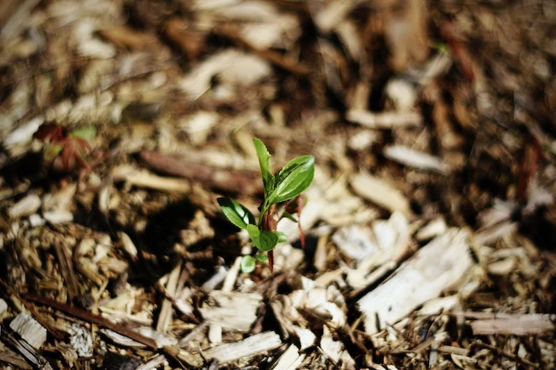 little green plant covered in mulch