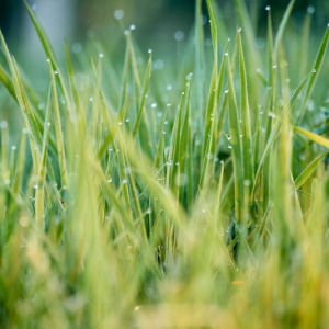 How To Prepare Your Lawn For Winter: 4 Simple Tips