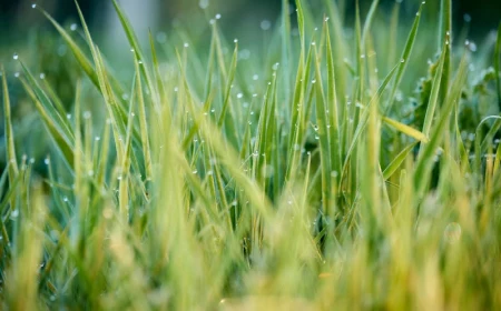 long green grass shot up close