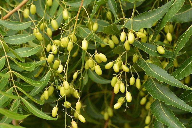 neem tree for neem oil