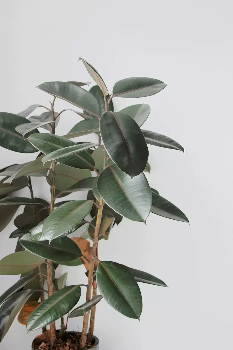 rubber tree plant in a pot on white background