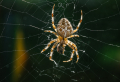 How To Get Rid of Spiders: 5 Effective and Natural Methods