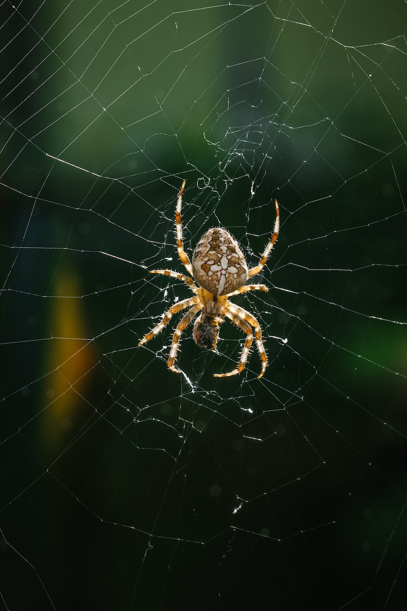 spider caught in spider web