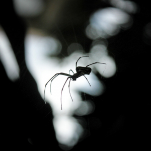 How To Get Rid of Spiders: 5 Effective and Natural Methods