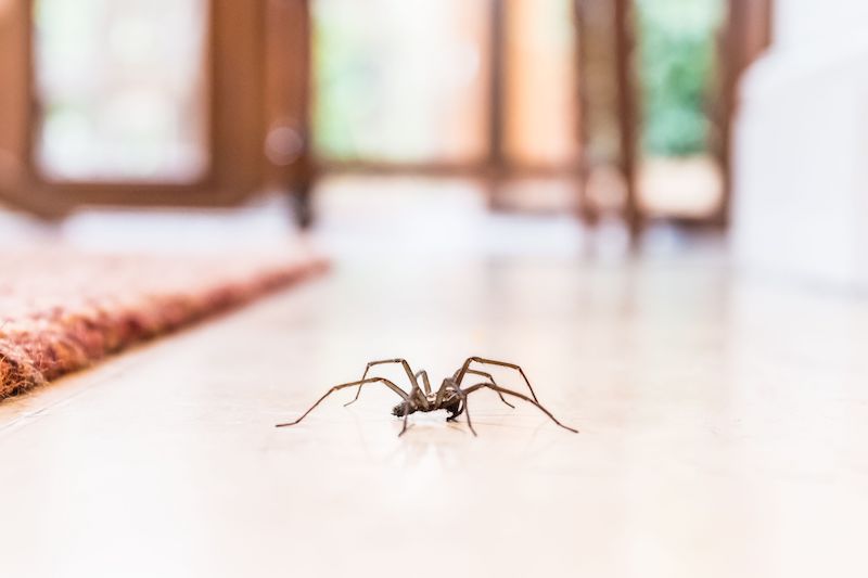 spider on hardwood floors