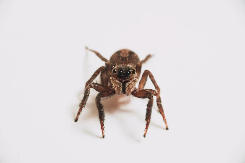 spider with big black eyes