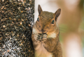 How To Keep Squirrels Out Of Your Garden: 5 Easy and Humane Tricks