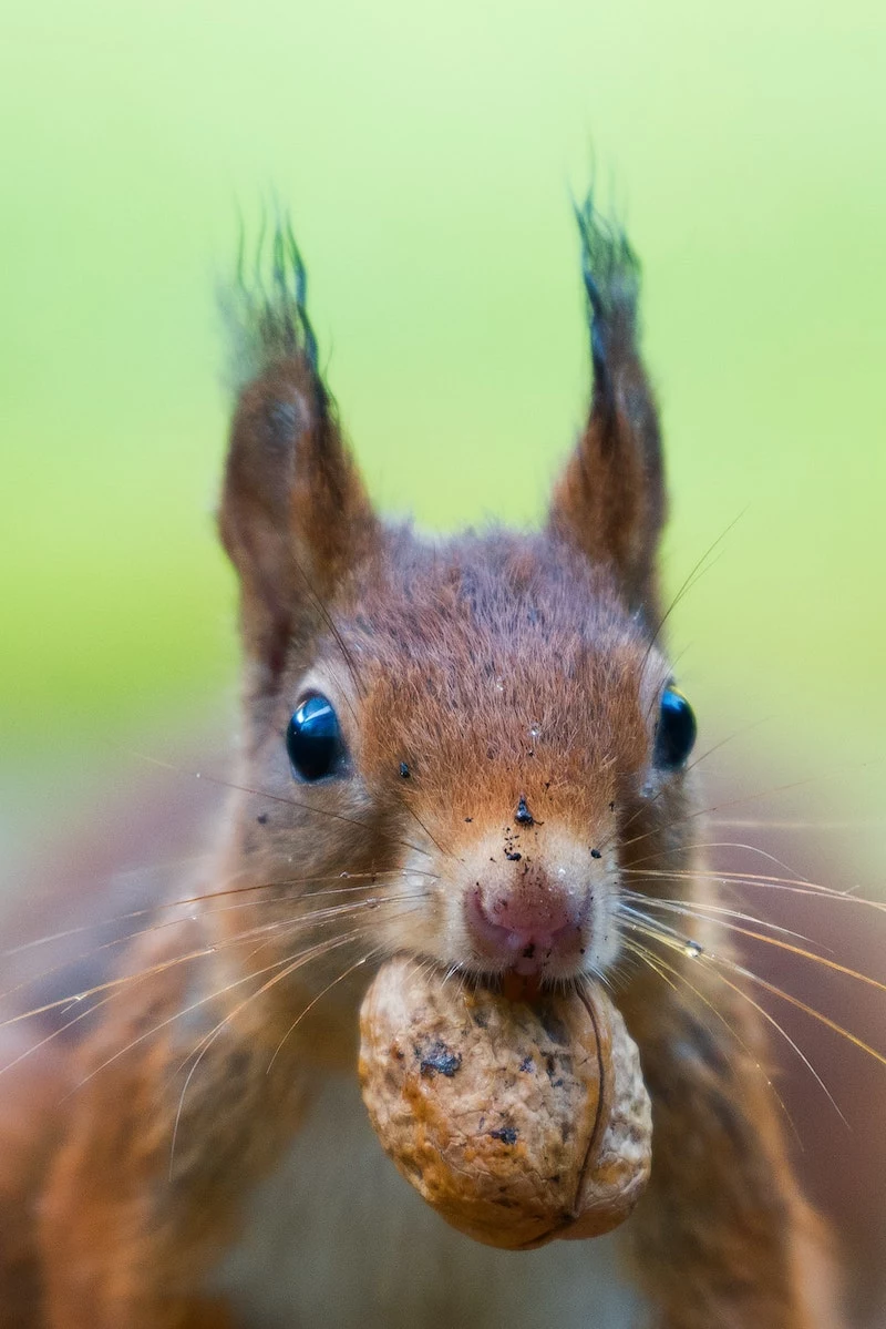 squirrel holding a nut in his mouth