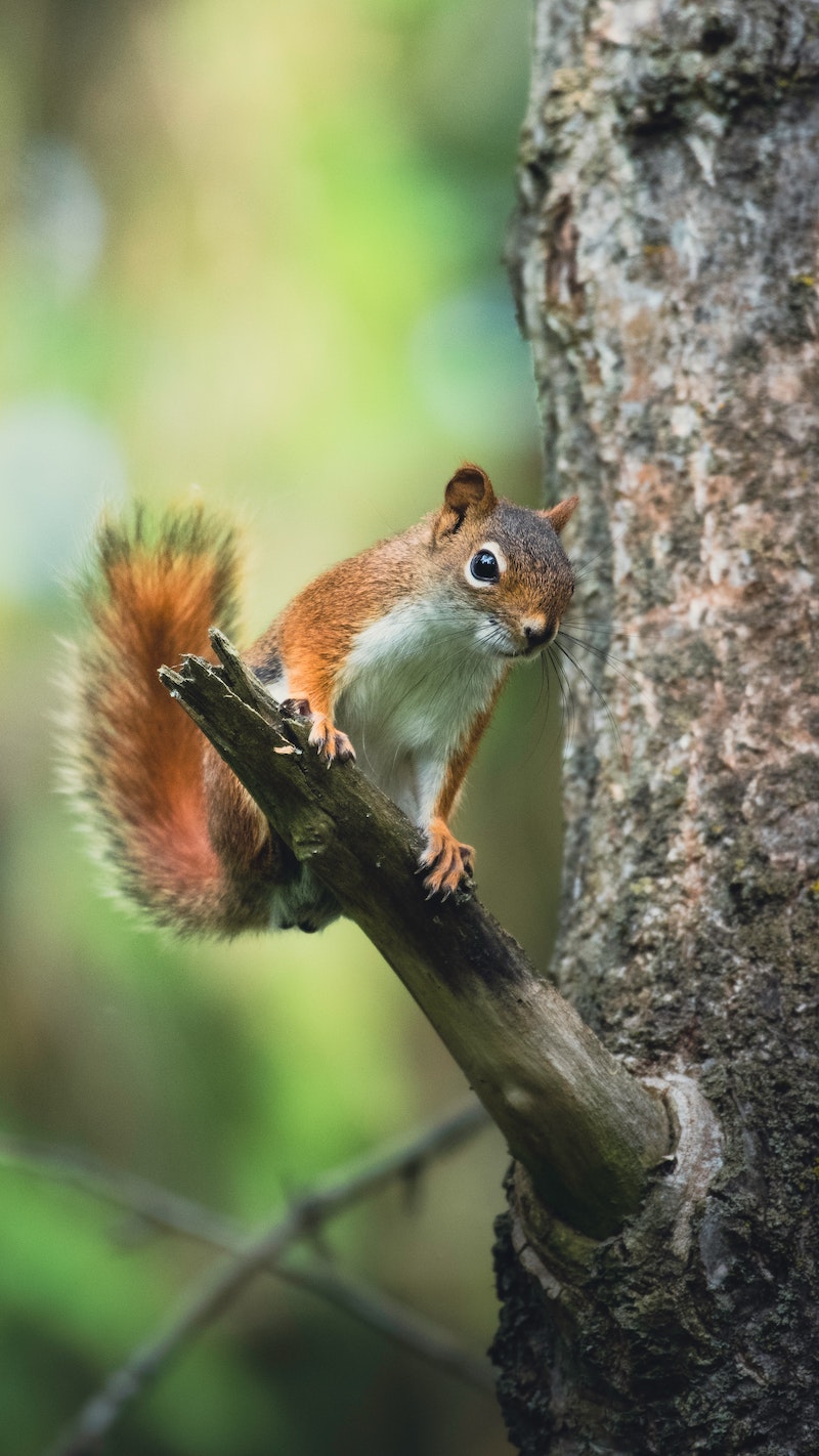 squirrel on a tree with fluffy tail