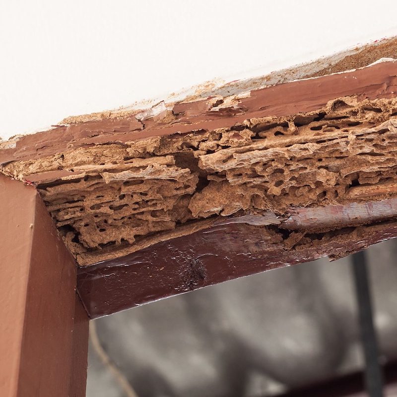 termite damage on door frame