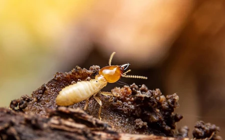 termite on wood up close