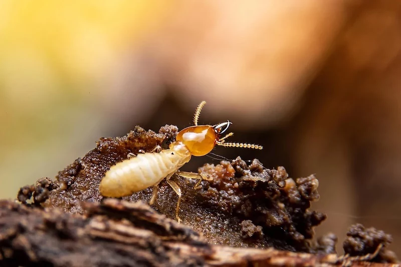 termite on wood up close