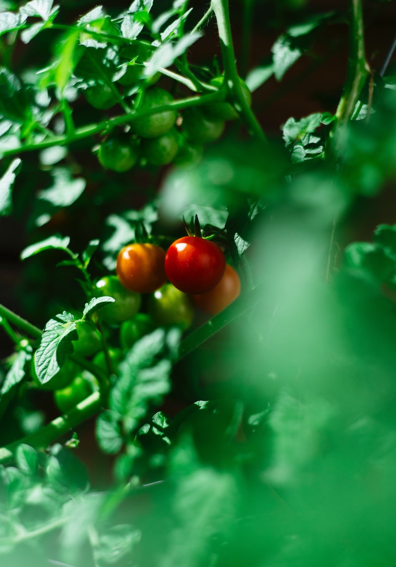 tomatoes in behind leaves