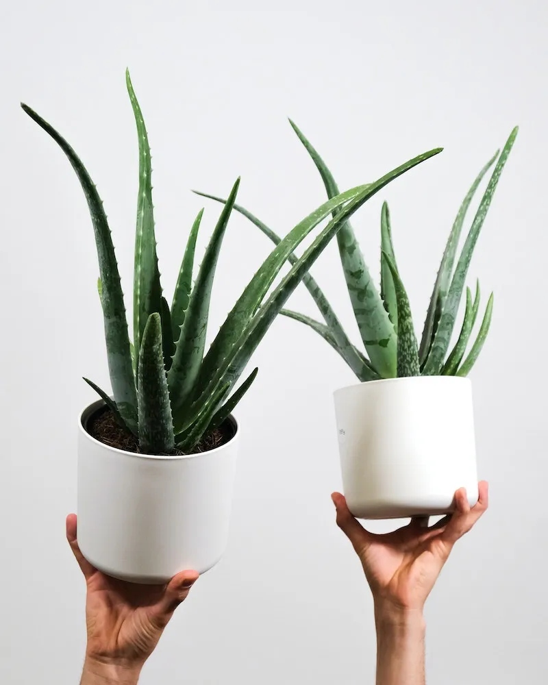 two aloe vera plants being held by hands in white pots