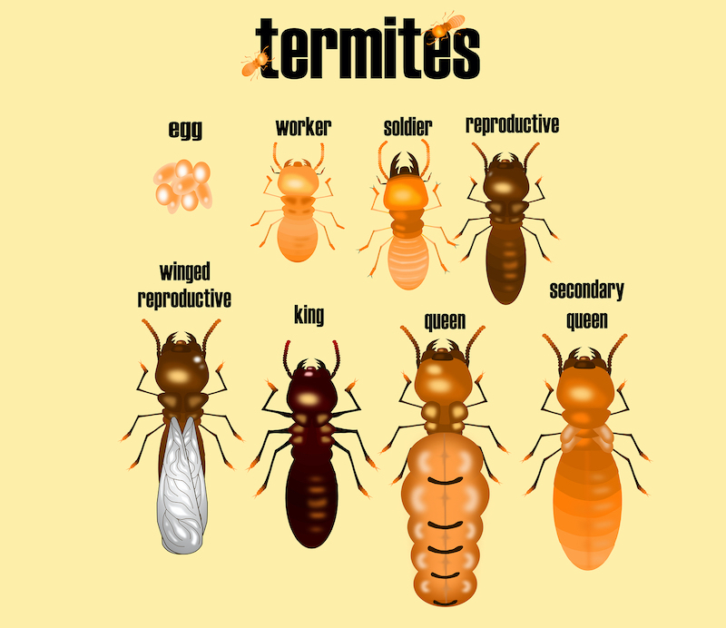 type of termite,white ant collection,cartoon style,illustration vector