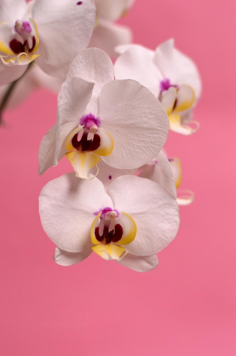 benefits of growing orchids