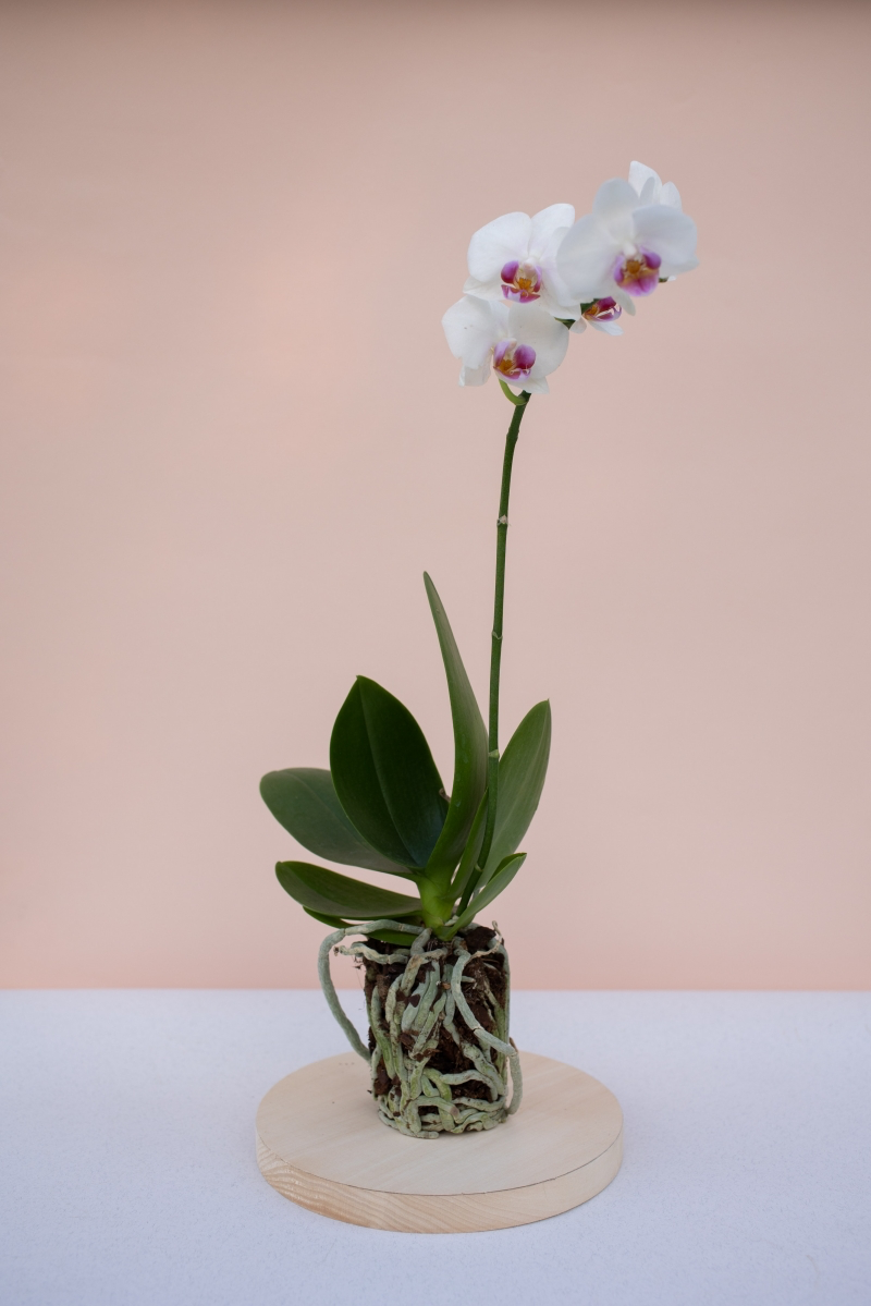 benefits of having orchids at home