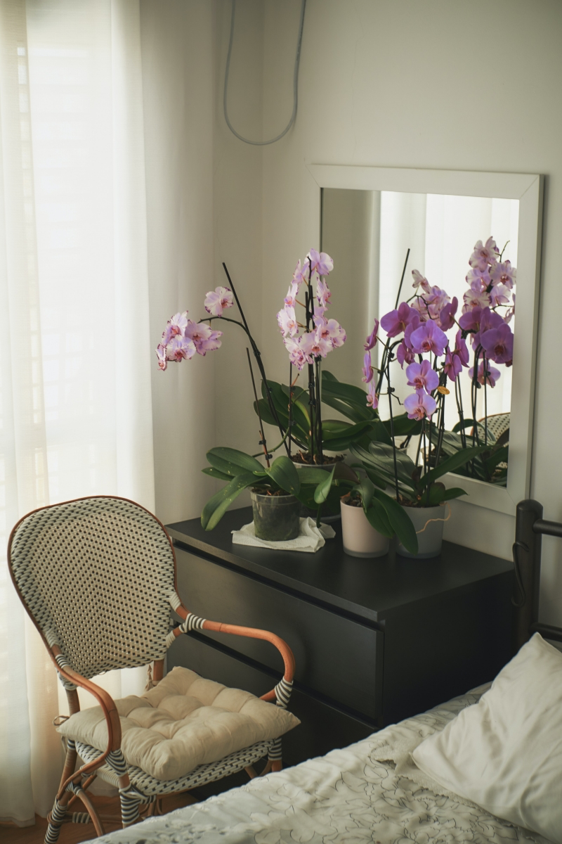 benefits of orchids