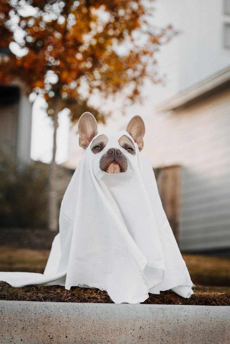 dog in a ghost sheet costume