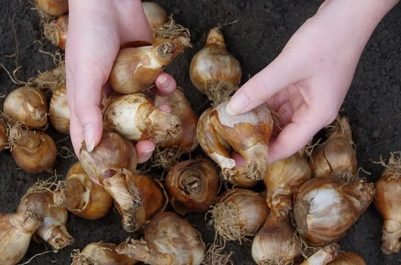 flower bulbs in dirt and hands touching them