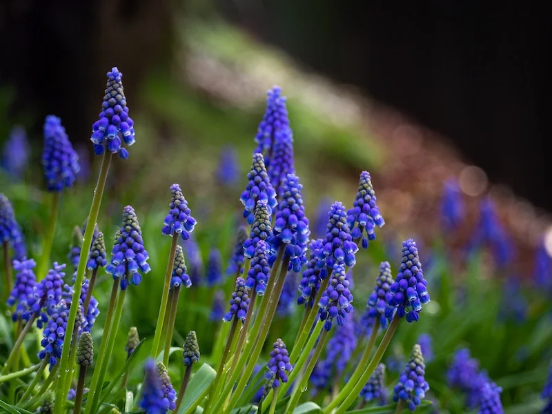 grape hyacinths in purple and green
