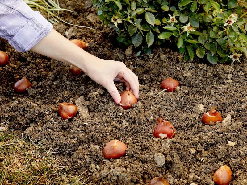 hand placing bulbs into the ground