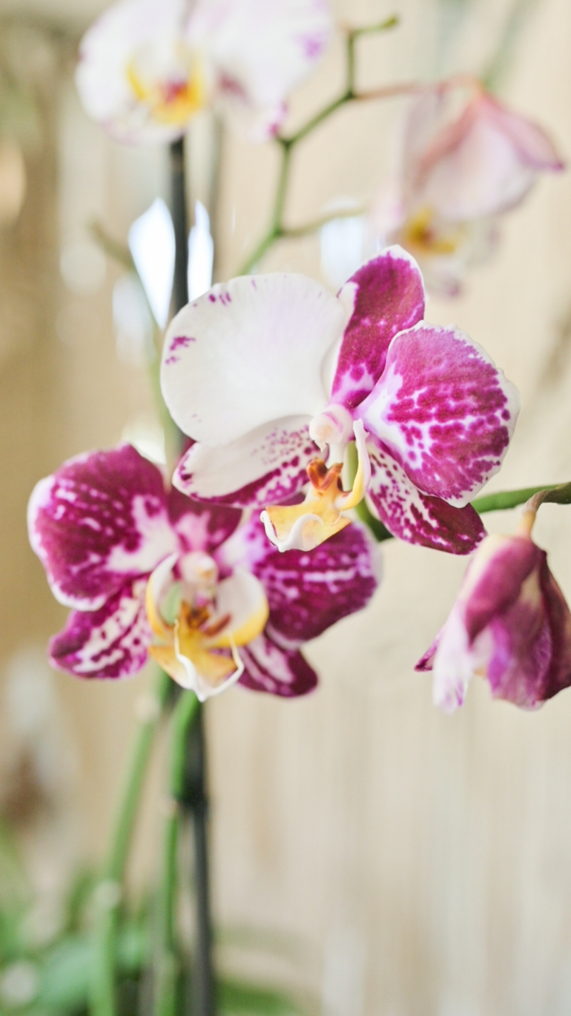 health benefits of orchids