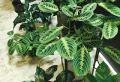 7 Things Plant Experts Do That You Probably Don’t