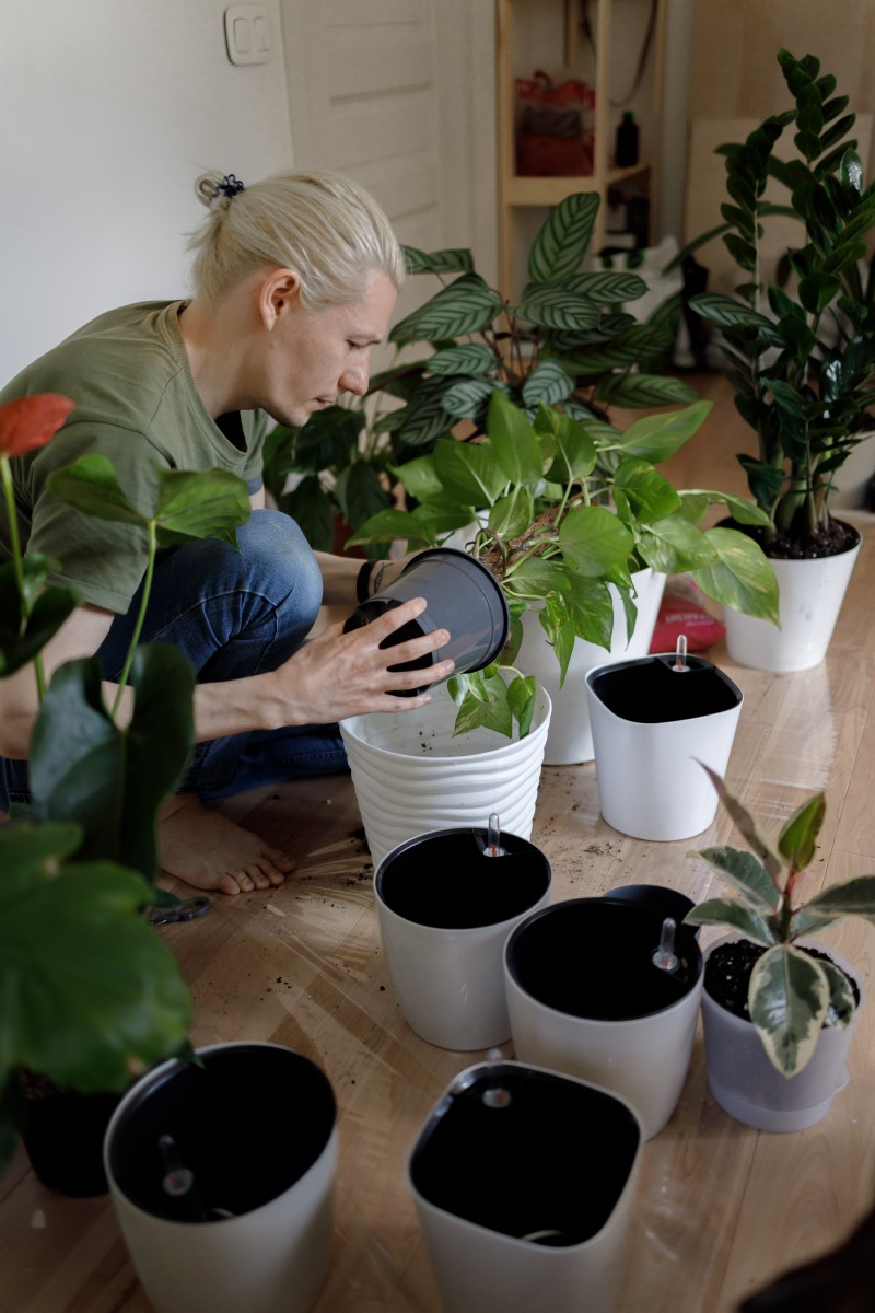 how to take care of indoor plants while on vacation