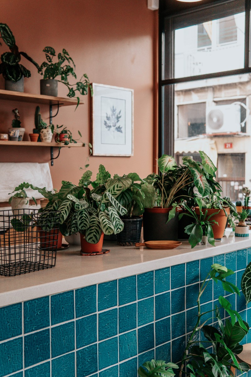how to take care of plants while on vacation