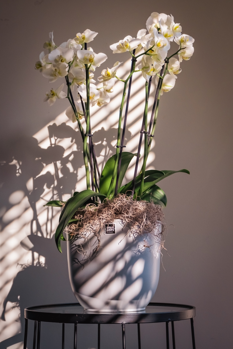 orchid benefits in bedroom